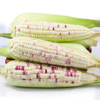 สดใหม่ จากสวน ข้าวโพดข้าวเหนียวแฟนซีม่วงขาว1กิโลกรัม ราคาถูก…