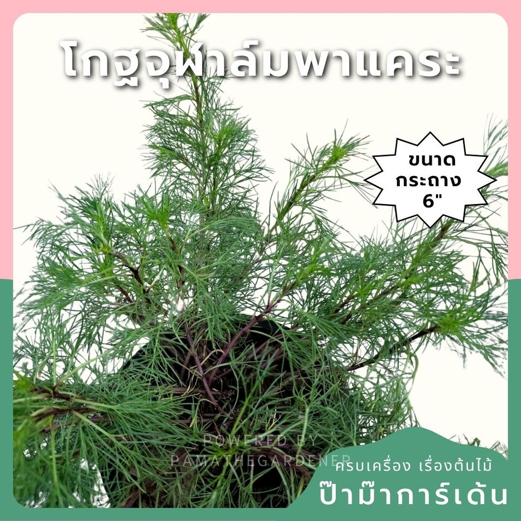 โกฐจุฬาล์มพาแคระ 8 นิ้ว (Coleus Dwarf / Painted Nettle)