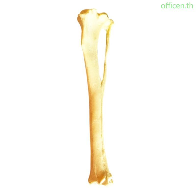 Cen Dog Tibia Skelทารกในครรภ์รุ่นสําหรับรายงานทางการแพทย์สุนัข Anatomy Tibia Skull รุ่น
