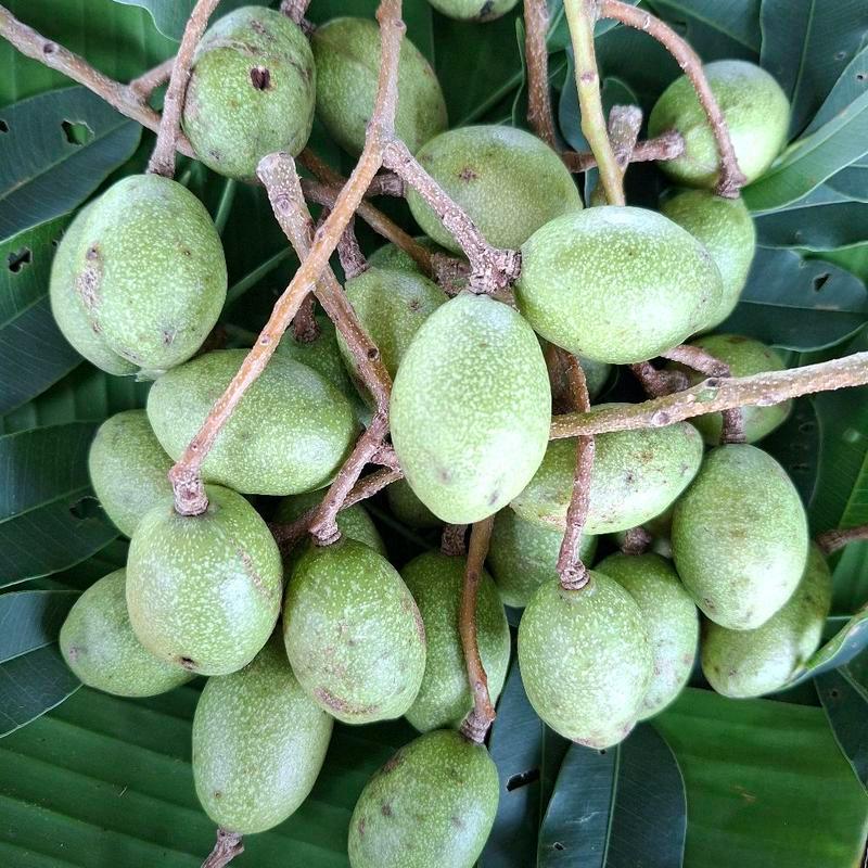 มะกอกป่า มะกอกดิบใส่ส้มตำ