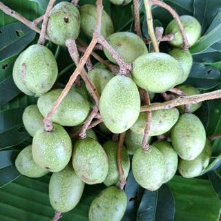 มะกอกป่า มะกอกดิบใส่ส้มตำ