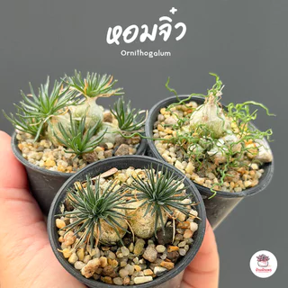 หอมจิ๋ว ออร์นิโทกาลัม Ornithogalum ไม้อวบน้ำ กุหลาบหิน Cactus&Succulent หลากหลายสายพันธุ์
