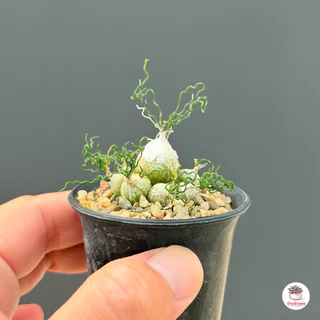 หอมจิ๋ว ออร์นิโทกาลัม Ornithogalum ไม้อวบน้ำ กุหลาบหิน Cactus&Succulent หลากหลายสายพันธุ์
