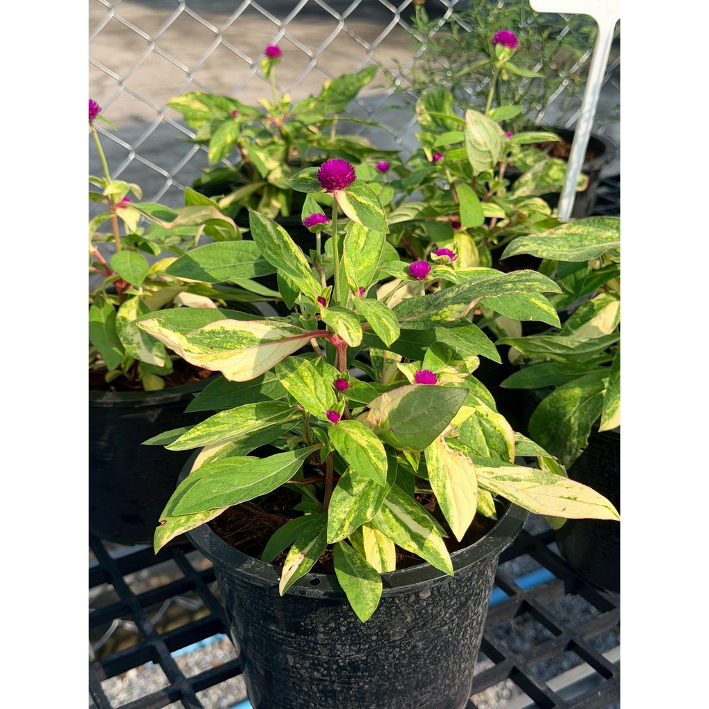 มุมมอง 4