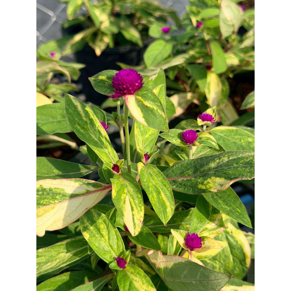 มุมมอง 5