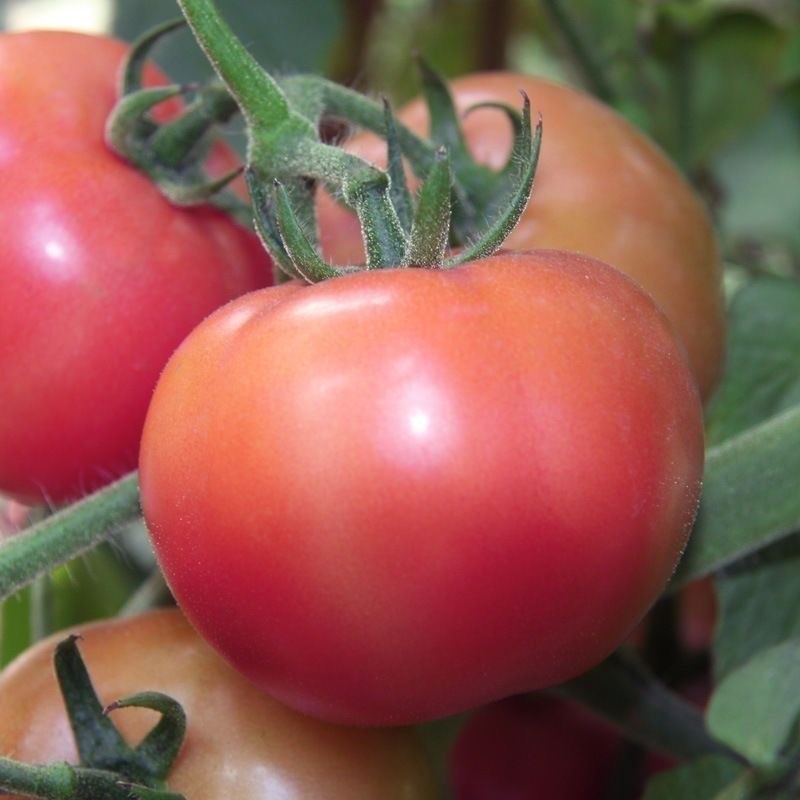 เมล็ดพันธุ์ มะเขือเทศเชอรี่ ผลใหญ่ 300 เมล็ด Large Red Cherry Tomato  เมล็ดพันธุ์แท้ นำเข้าจากต่างประเทศ ปลูกผัก สวนครัว - รูปที่ 5