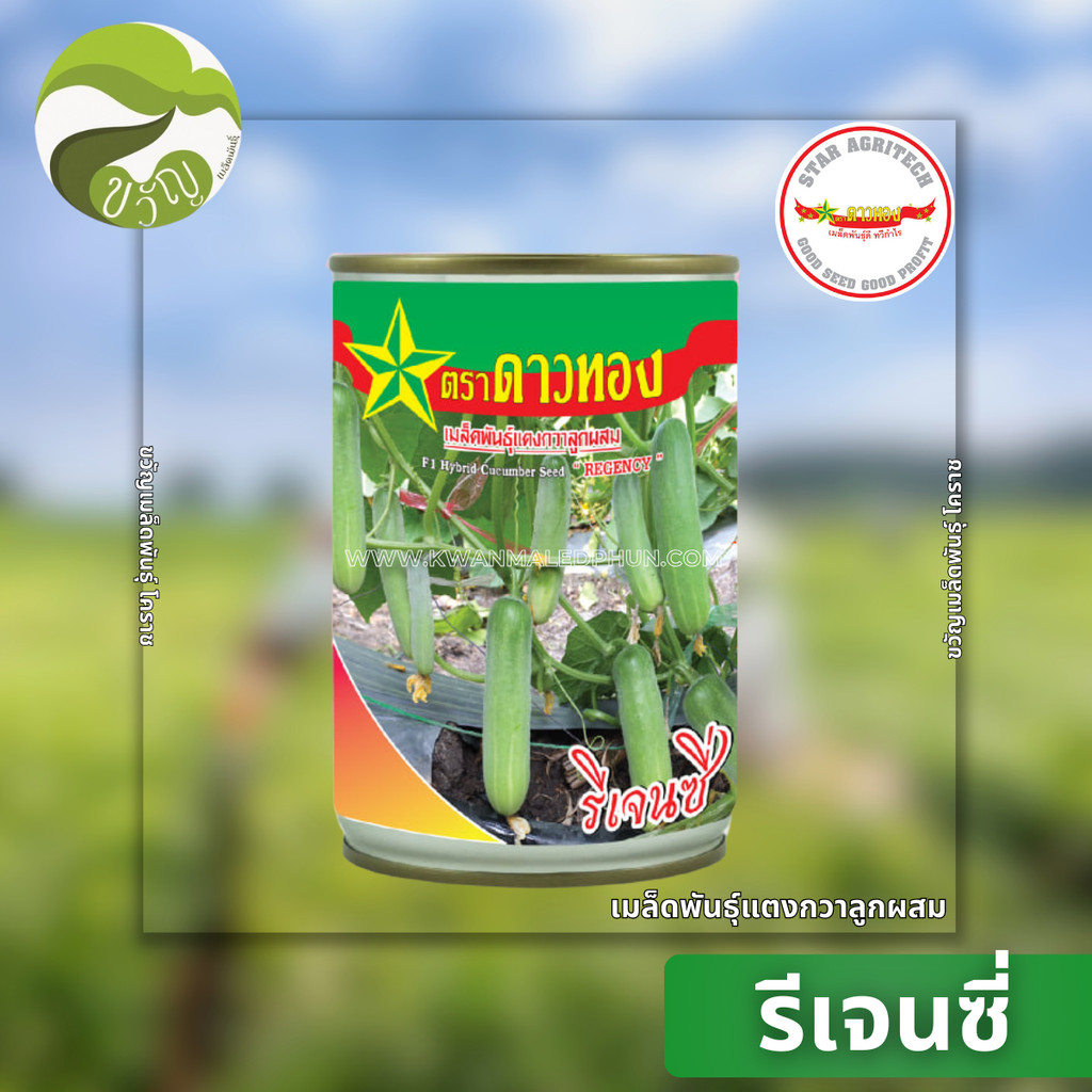 รีเจนซี่ เมล็ดพันธุ์ แตงกวา ลูกผสม ตราดาวทอง ลอตใหม่