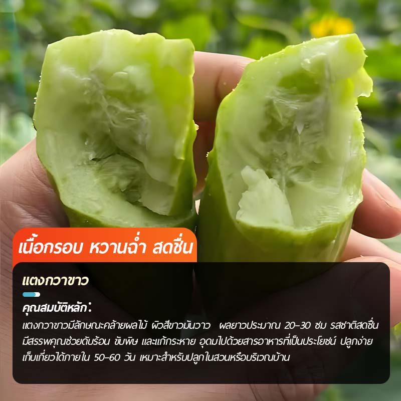 40 เมล็ด เมล็ดพันธุ์แตงกวาหยกขาว ซองใหญ่ ลูกดก ผลใหญ่ รูปที่ 2