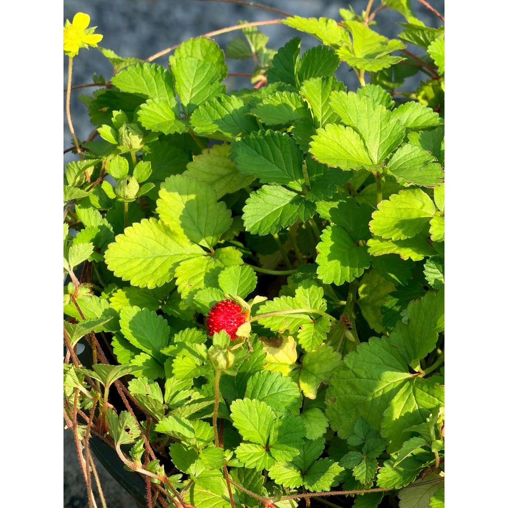 มุมมอง 8