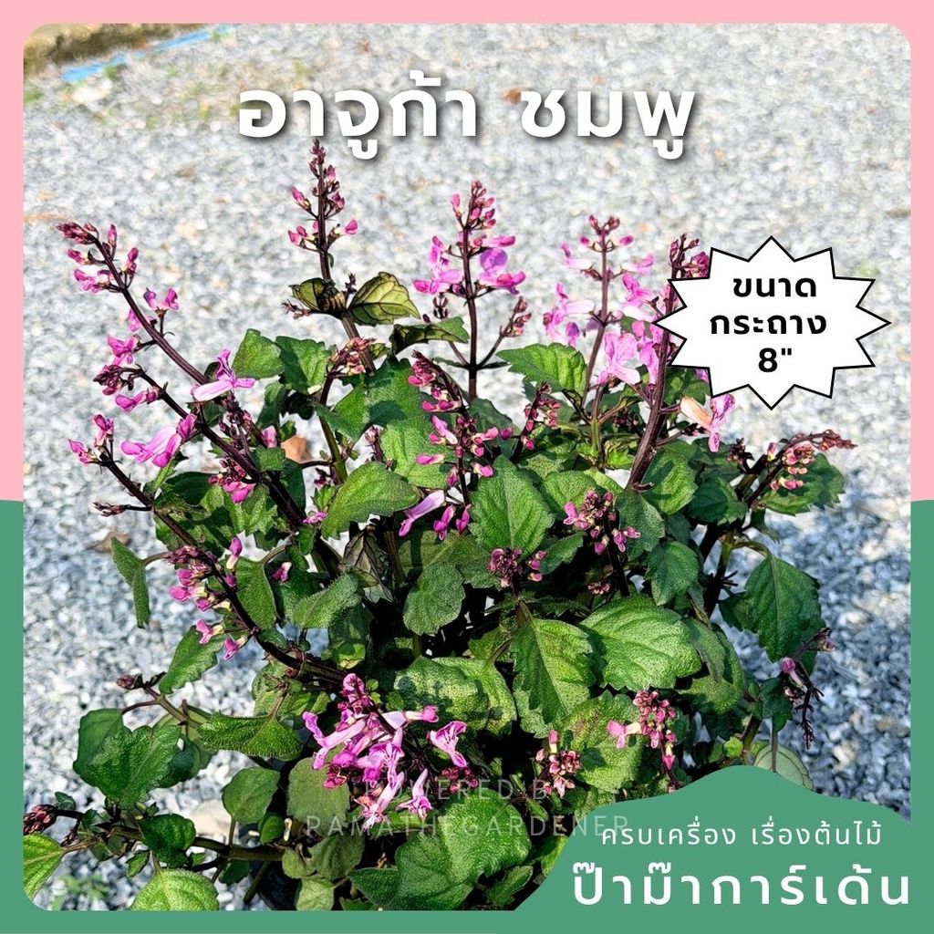 อาจูก้า ชมพู 8 นิ้ว (Ajuga Pink)