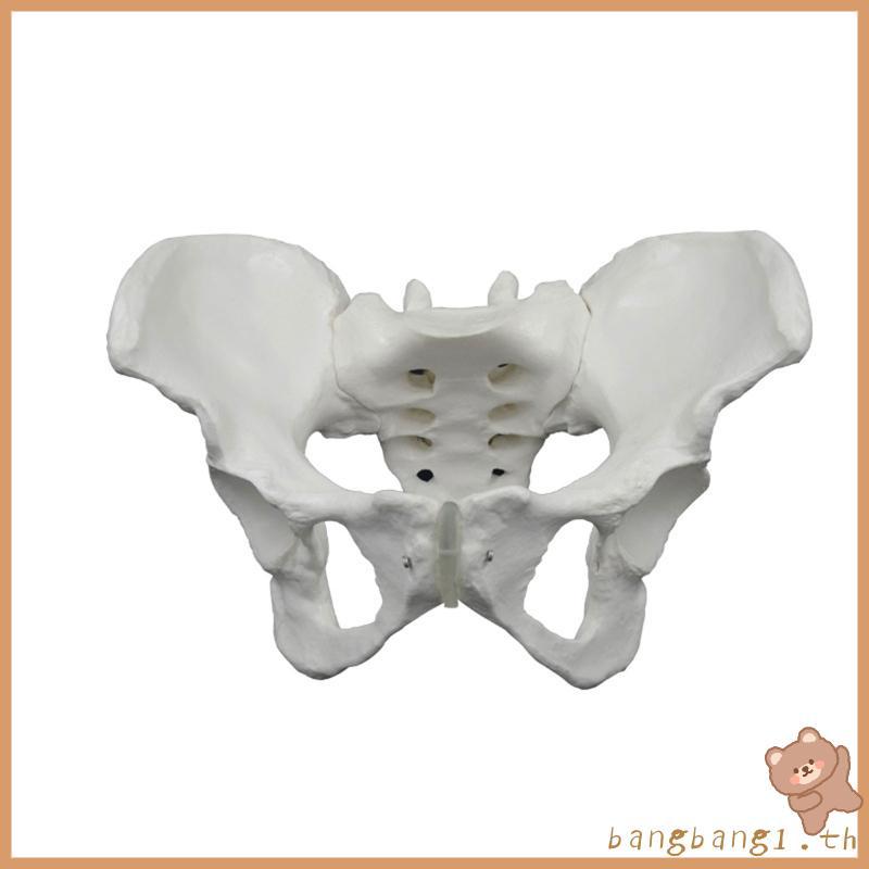Bangb Anatomical Female Pelvis Model Life Size Female Pelvis Bone สําหรับการตั้งค่าทางคลินิก