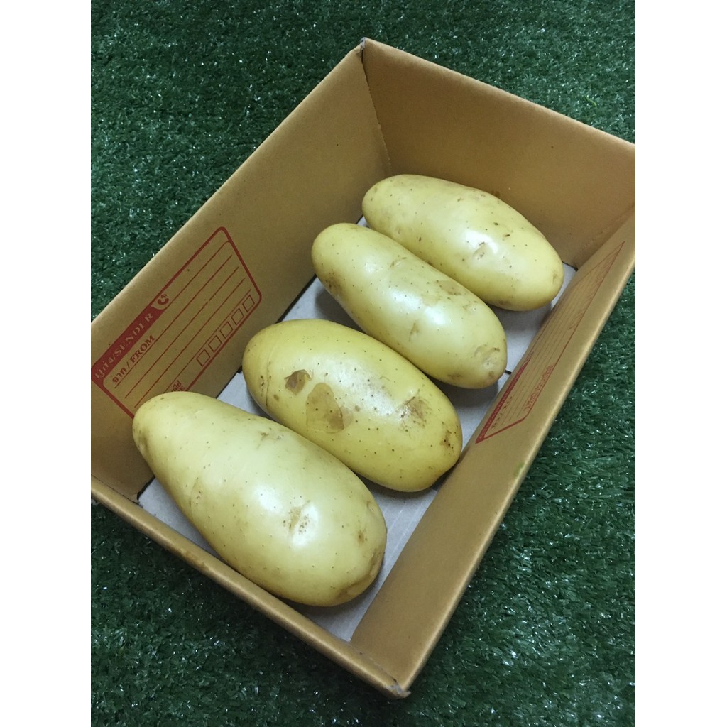 มันฝรั่ง มันนอกสด 1กิโล ล้างสะอาด potato - มันนอก ผักผลไม้สด