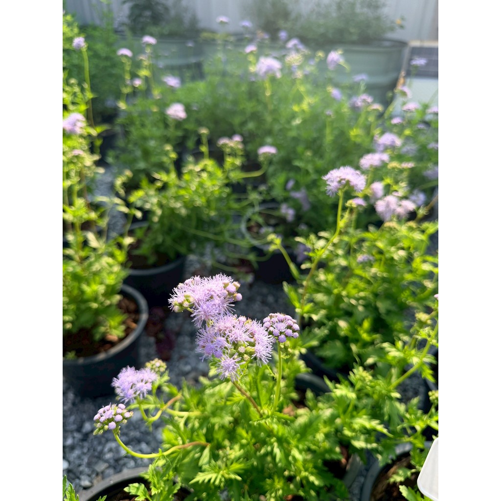 มุมมอง 3