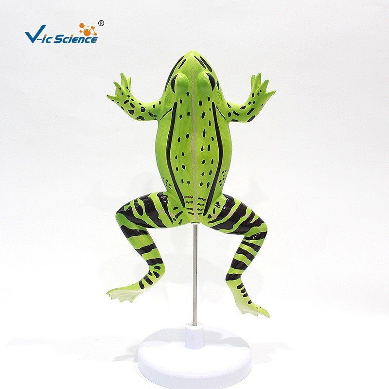 Vic VIC045 Frog Anatomy Model Animal Model Biological Anatomy สอนรุ่น