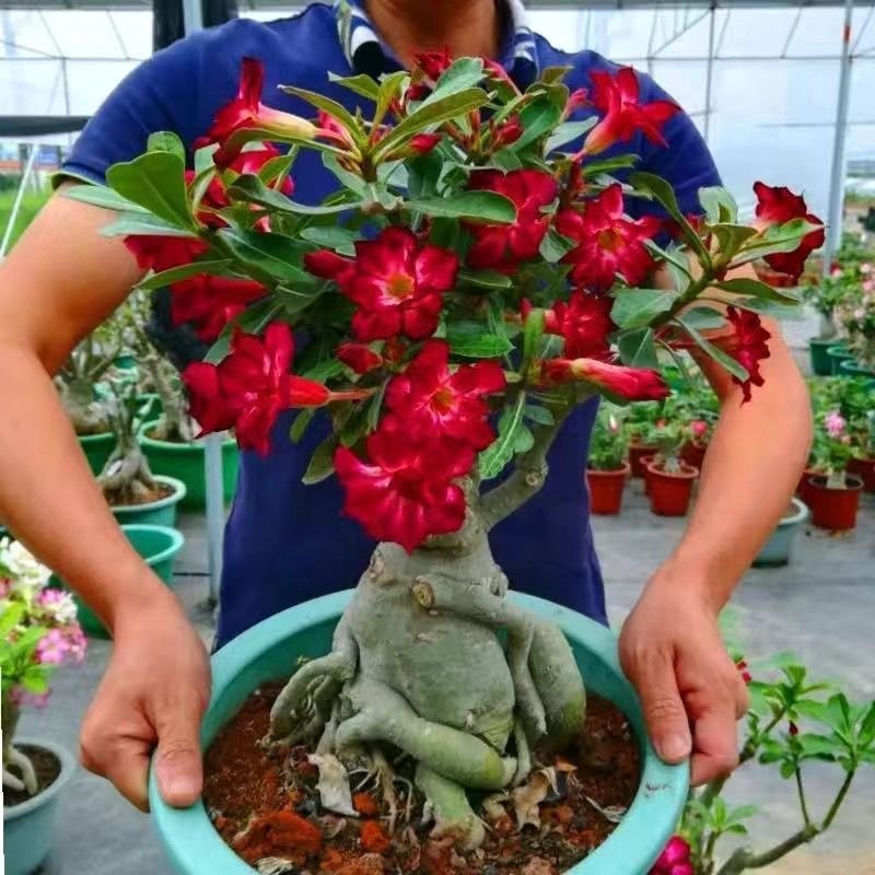 100 เมล็ด เมล็ดพันธุ์ ชวนชม สายพันธุ์ไต้หวัน ดอกซ้อน เหลืองแดงทวิต Adenium Seeds
