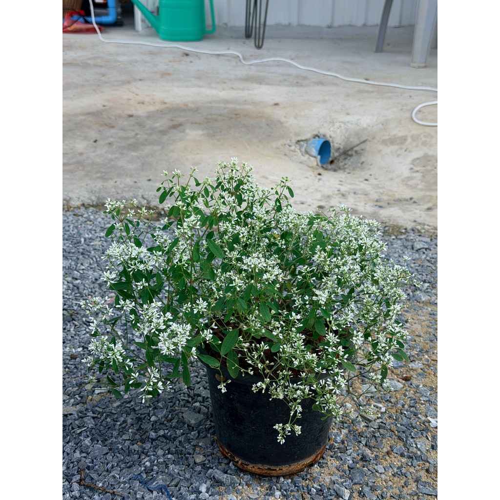 มุมมอง 2