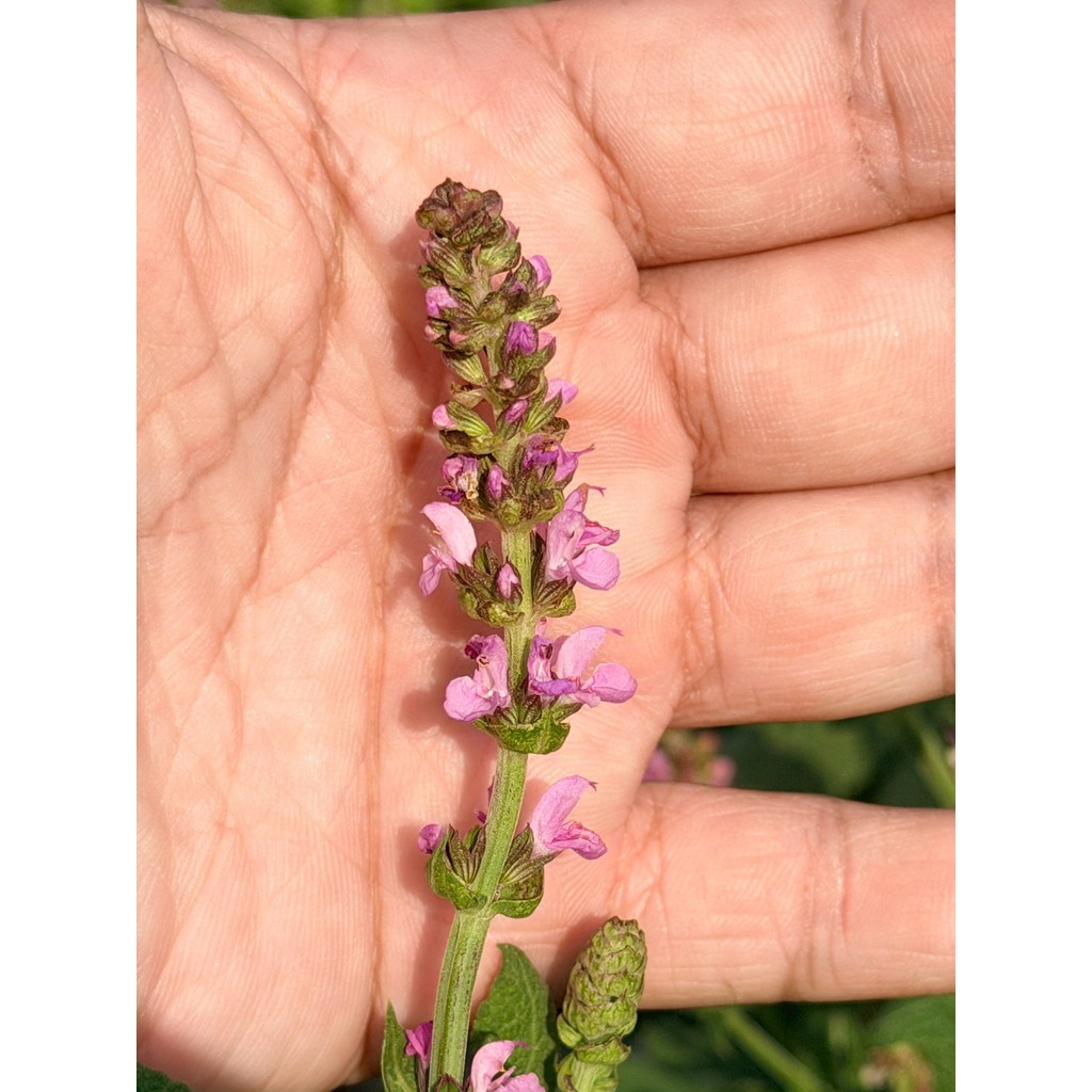 มุมมอง 5