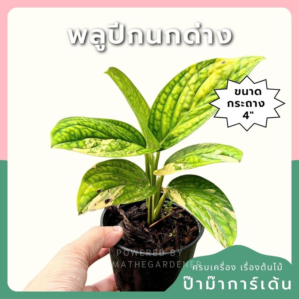 พลูระเบิดด่าง 4 นิ้ว - Variegated Epipremnum