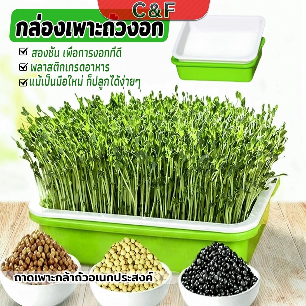 C&F กล่องเพาะถั่วงอก ถาดเพาะต้นอ่อน ไม่ต้องใช้ดิน นำกลับมาใช้ใหม่ได้ สำหรับมือใหม่ 1ชุด bean sprouts tray