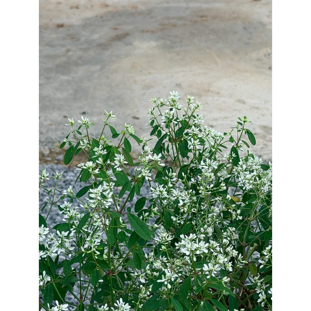 มุมมอง 6