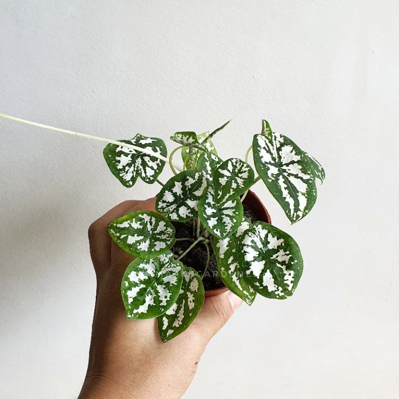 มุมมอง 4