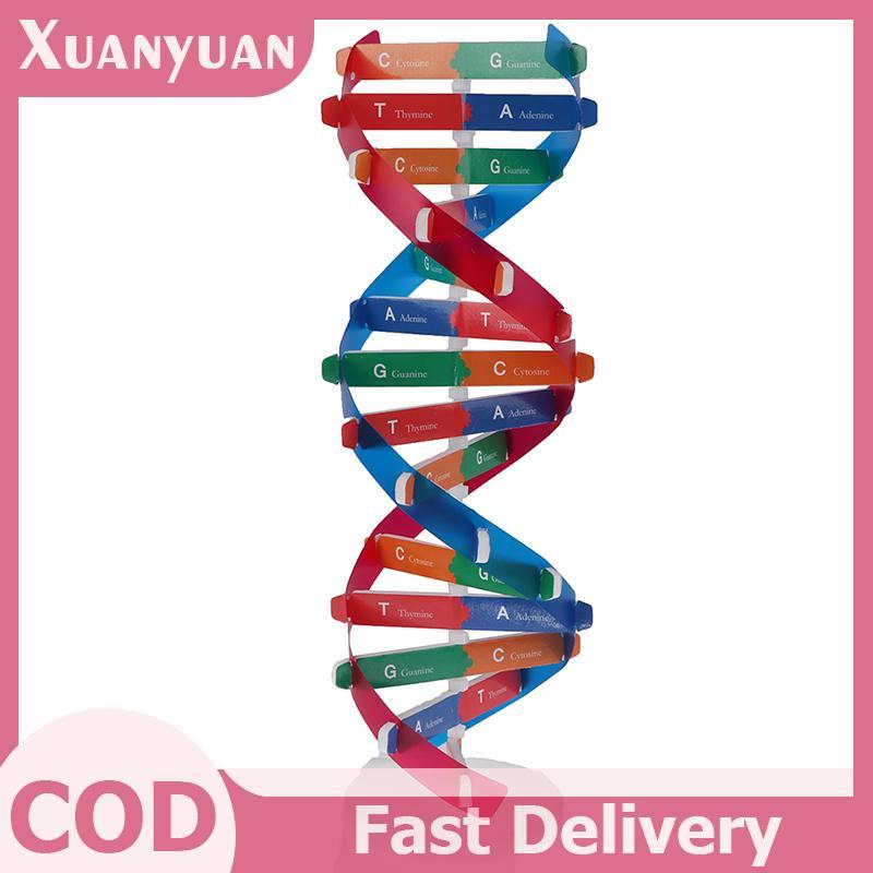 XUAN Human Genes DNA รุ่น Double Helix ของเล่นวิทยาศาสตร์การสอนการเรียนรู้การศึกษาของเล่น VN