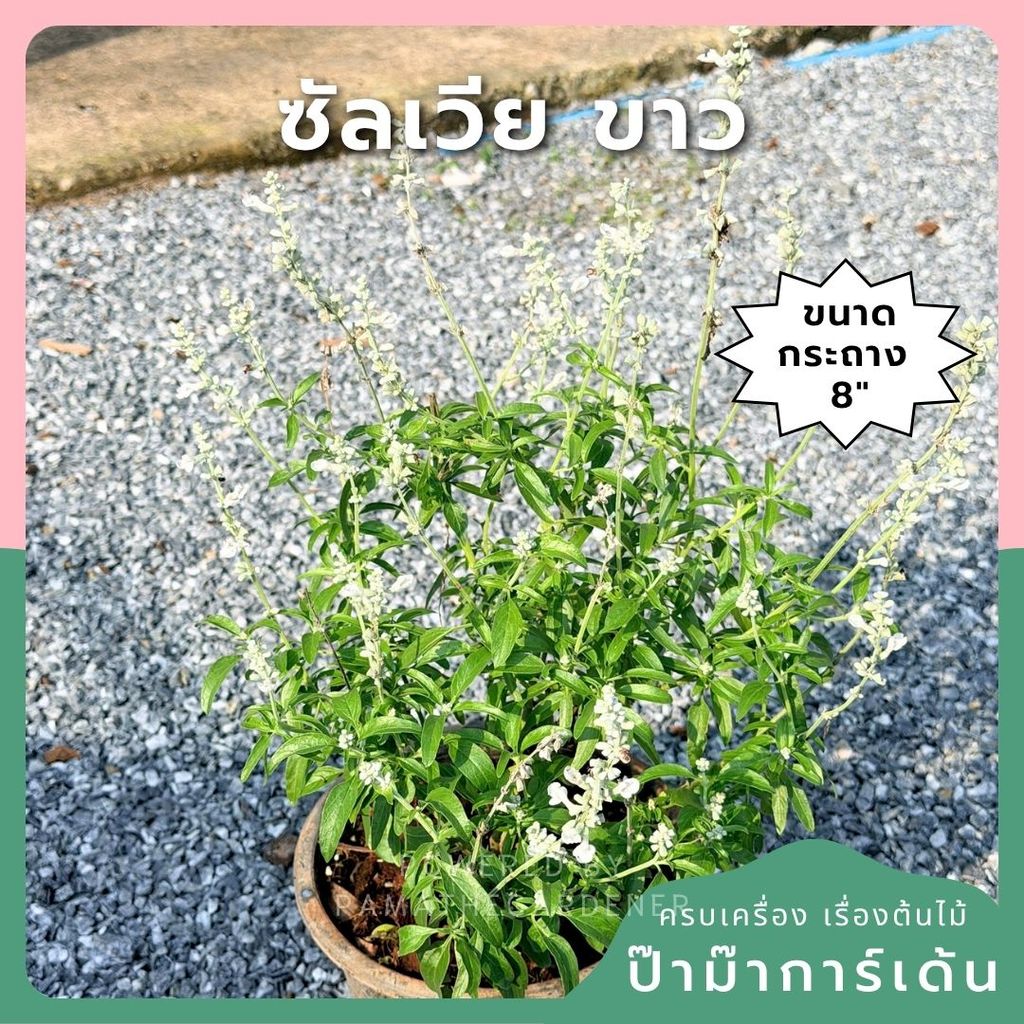 ซัลเวีย บาเดรี 8 นิ้ว (Salvia Barre)
