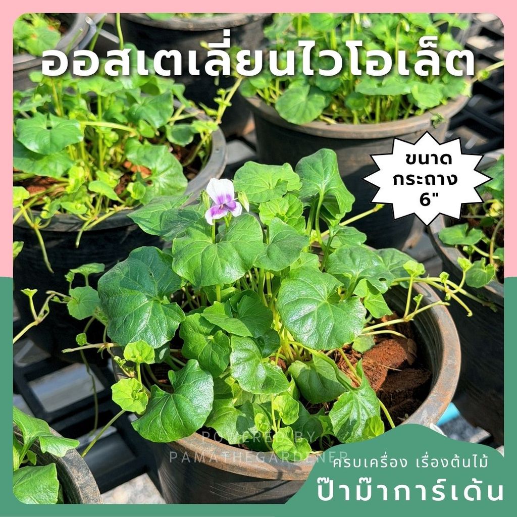 ออสเตรเลี่ยน ไวโอเล็ต 6 นิ้ว (Australian Violet)