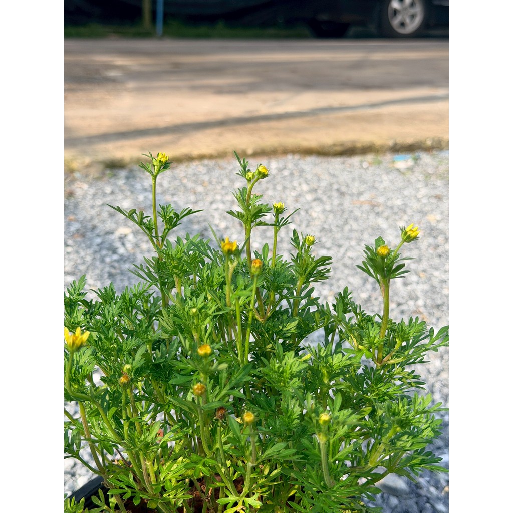 มุมมอง 4