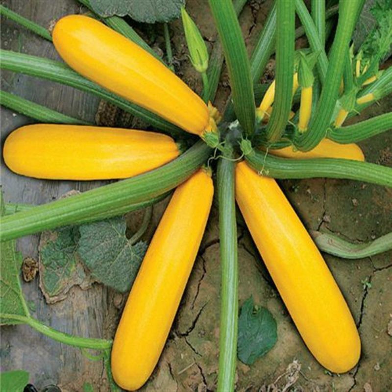 เมล็ดพันธุ์ ซูกินีเหลือง golden zucchini 8 เมล็ด F1 Seeds