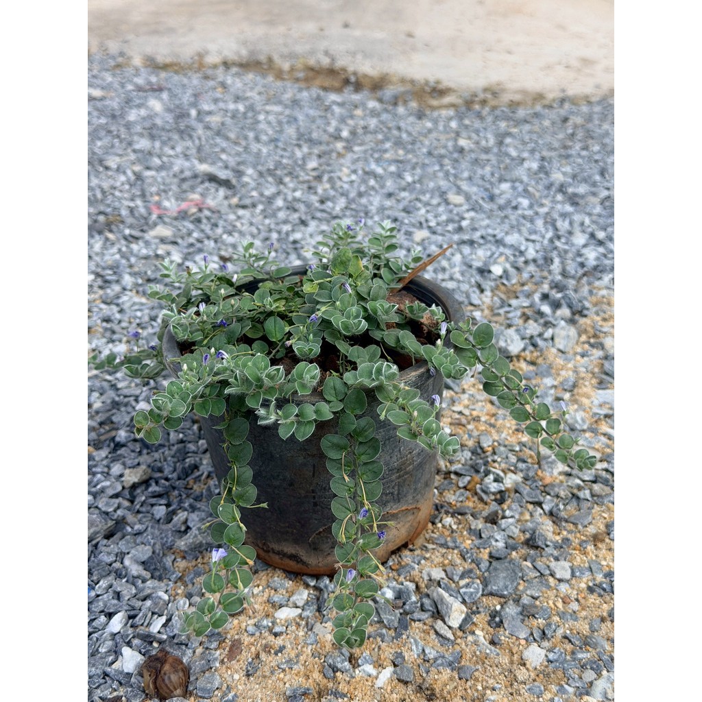 มุมมอง 4