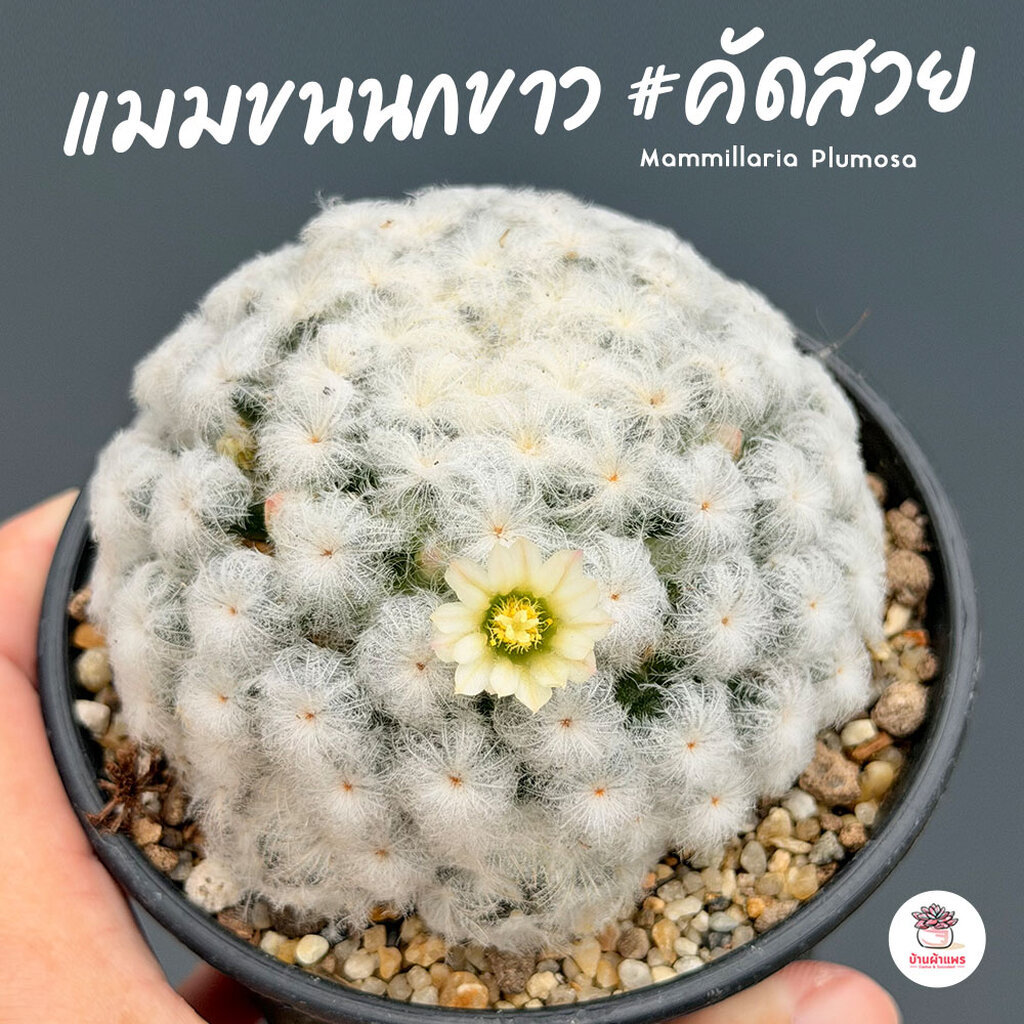 แมมขนนกขาว #คัดสวย Mammillaria Plumosa ไม้อวบน้ำ กุหลาบหิน cactus&succulent