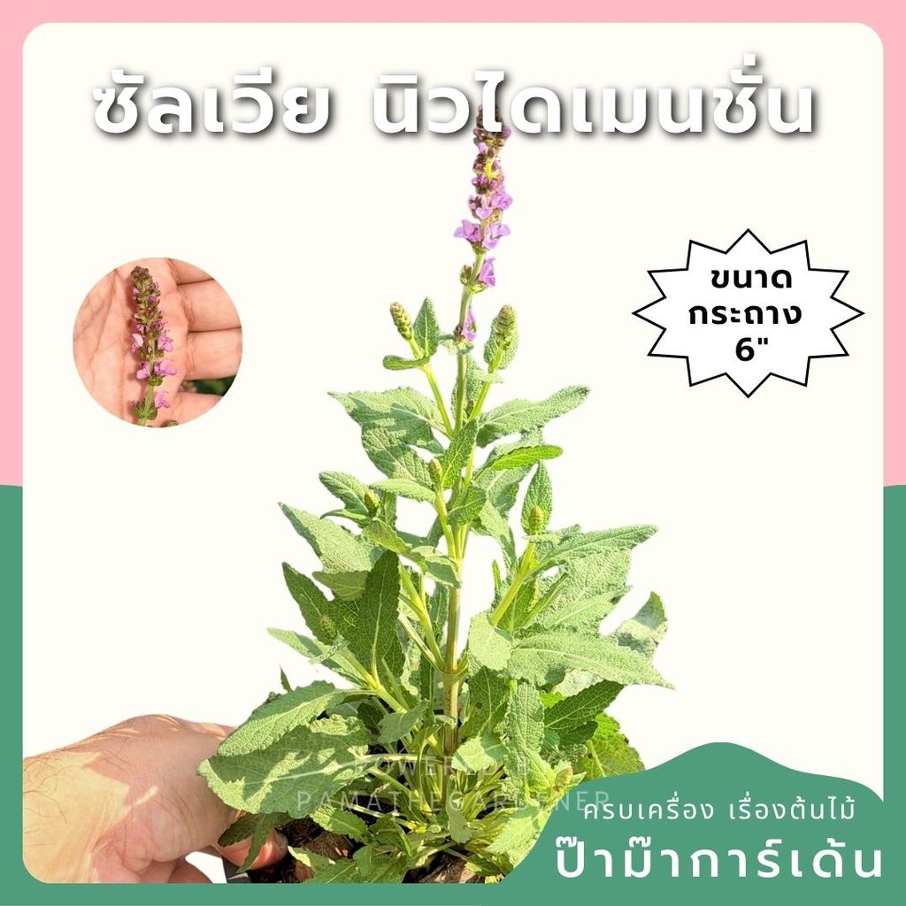 ซัลเวีย นิวไดเมนชั่น (Salvia New Dimension) กระถาง 6 นิ้ว
