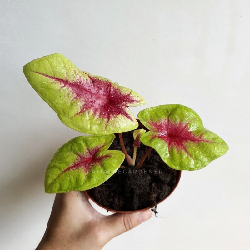 มุมมอง 3