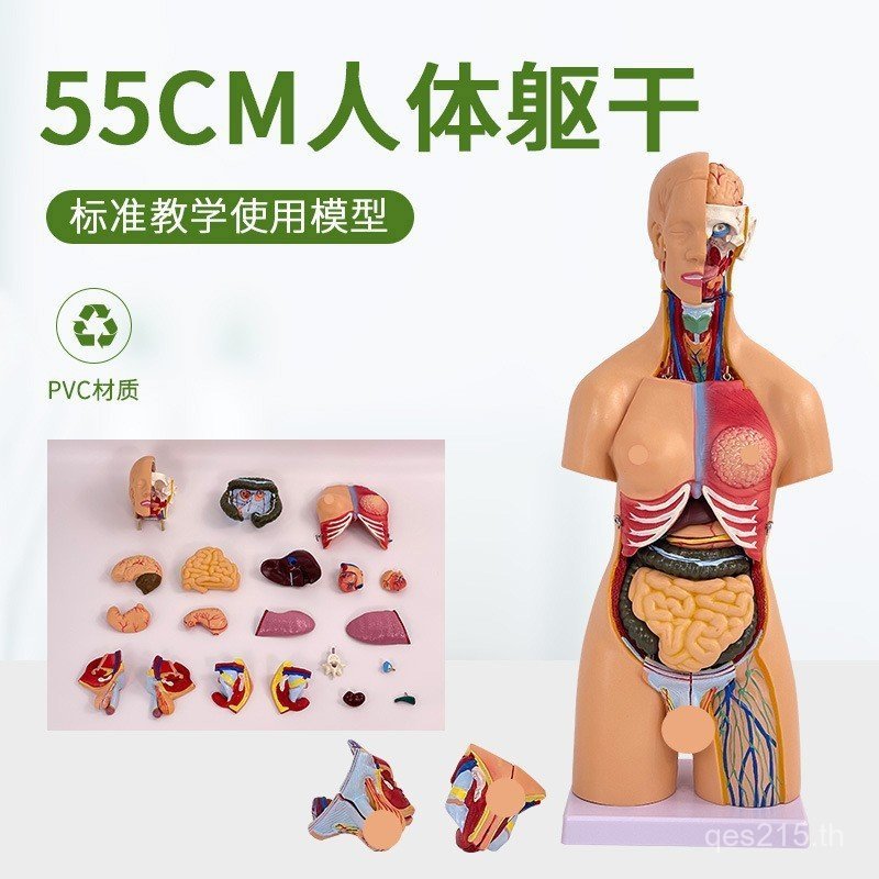 ลําตัว5เซนติเมตรร่างกายมนุษย์21กายวิภาคศาสตร์อวัยวะภายใน5รุ่นที่ถอดออกได้กับรุ่นสองเพศกายวิภาคศาสตร์