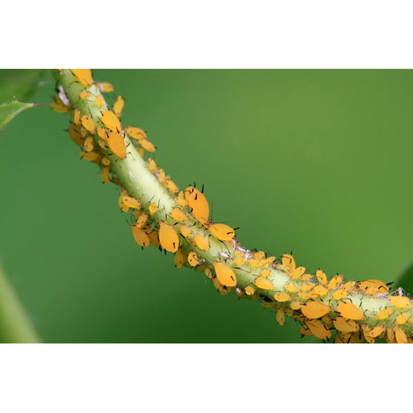 #อะบาเมกติน 1 ลิตร  ( น้ำใส ) สูตรเย็น อะบาแม็กติน อะบาเม็กติน อะบา ฉีดผ่าดอกได้ ป้องกันกำจัดแมลง เพลี้ยไฟ หนอนชอนใบ - รูปที่ 6