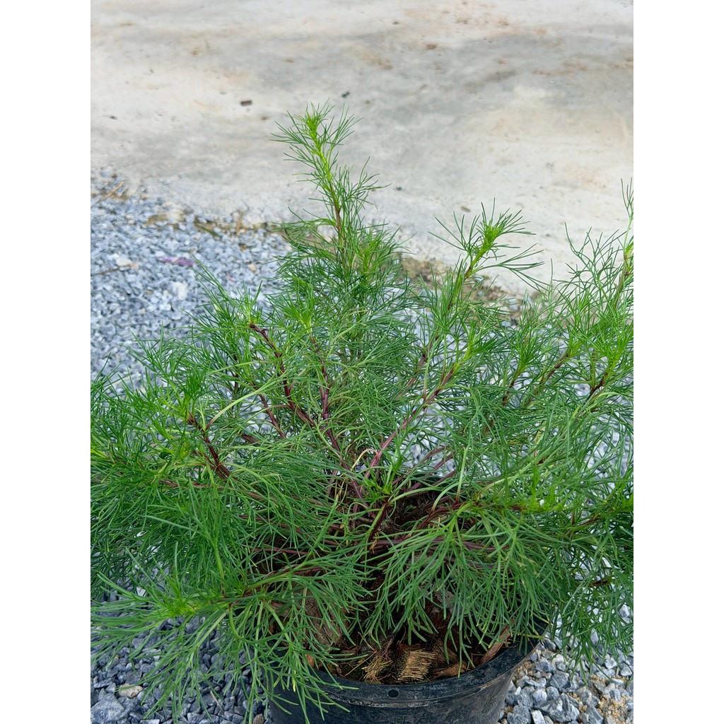 มุมมอง 4