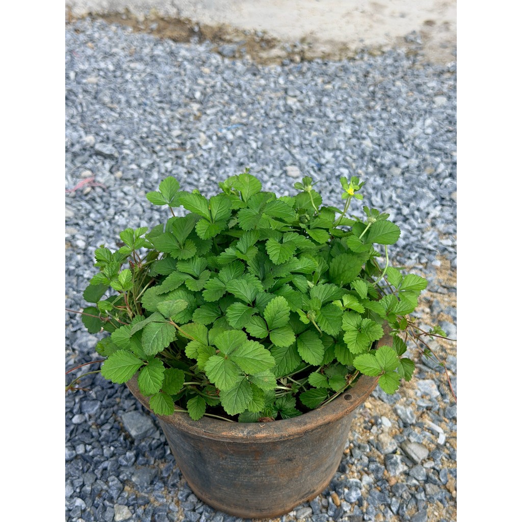 มุมมอง 2