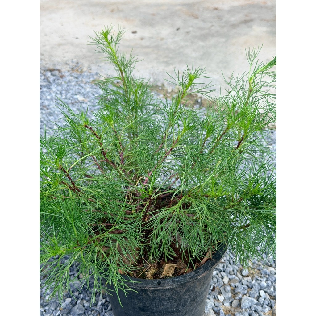 มุมมอง 2