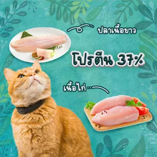 Buzz [4kg.] Netura Holistic อาหารแมวบัซซ์ ขนาด 4 กก.(kg) อาหารแมวโฮลิสติก เกรนฟรี อาหาร แมว