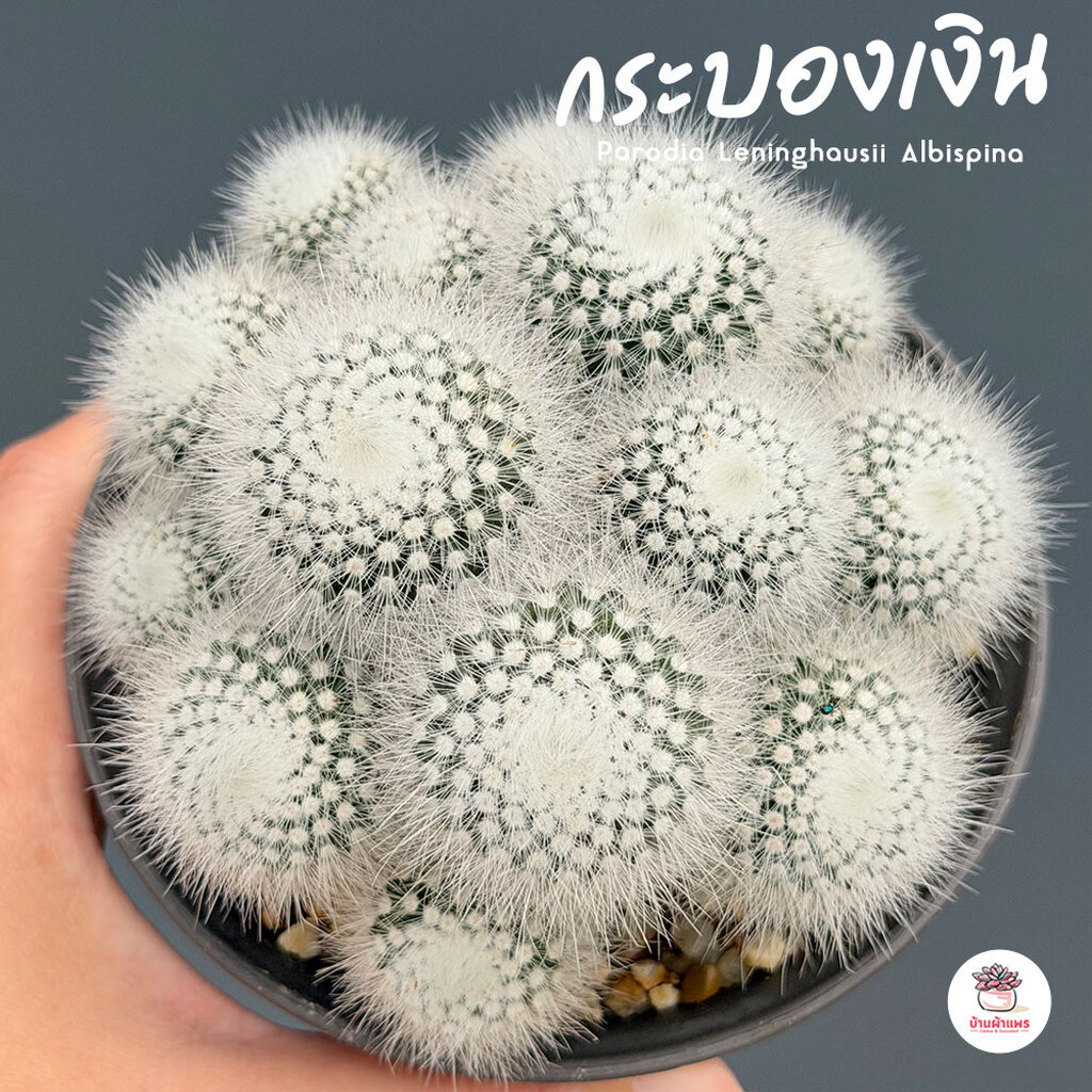 กระบองเงิน #ฟอร์มกอ Parodia Leninghausii Albispina แคคตัส กระบองเพชร cactus&succulent