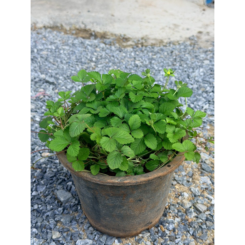 มุมมอง 3