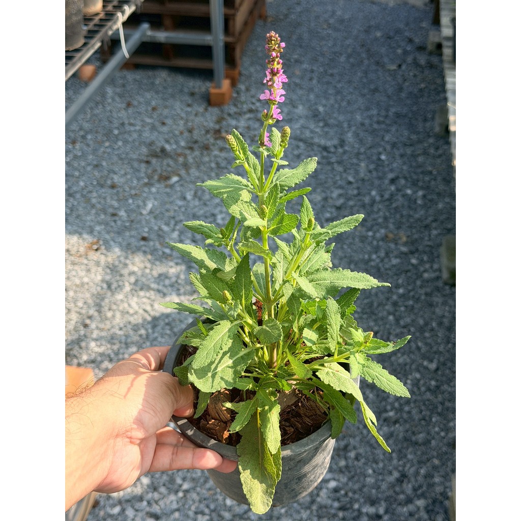 มุมมอง 4