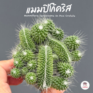 แมมปิโก้คริส Mammillaria Spinosissima Un Pico Cristata แคคตั…