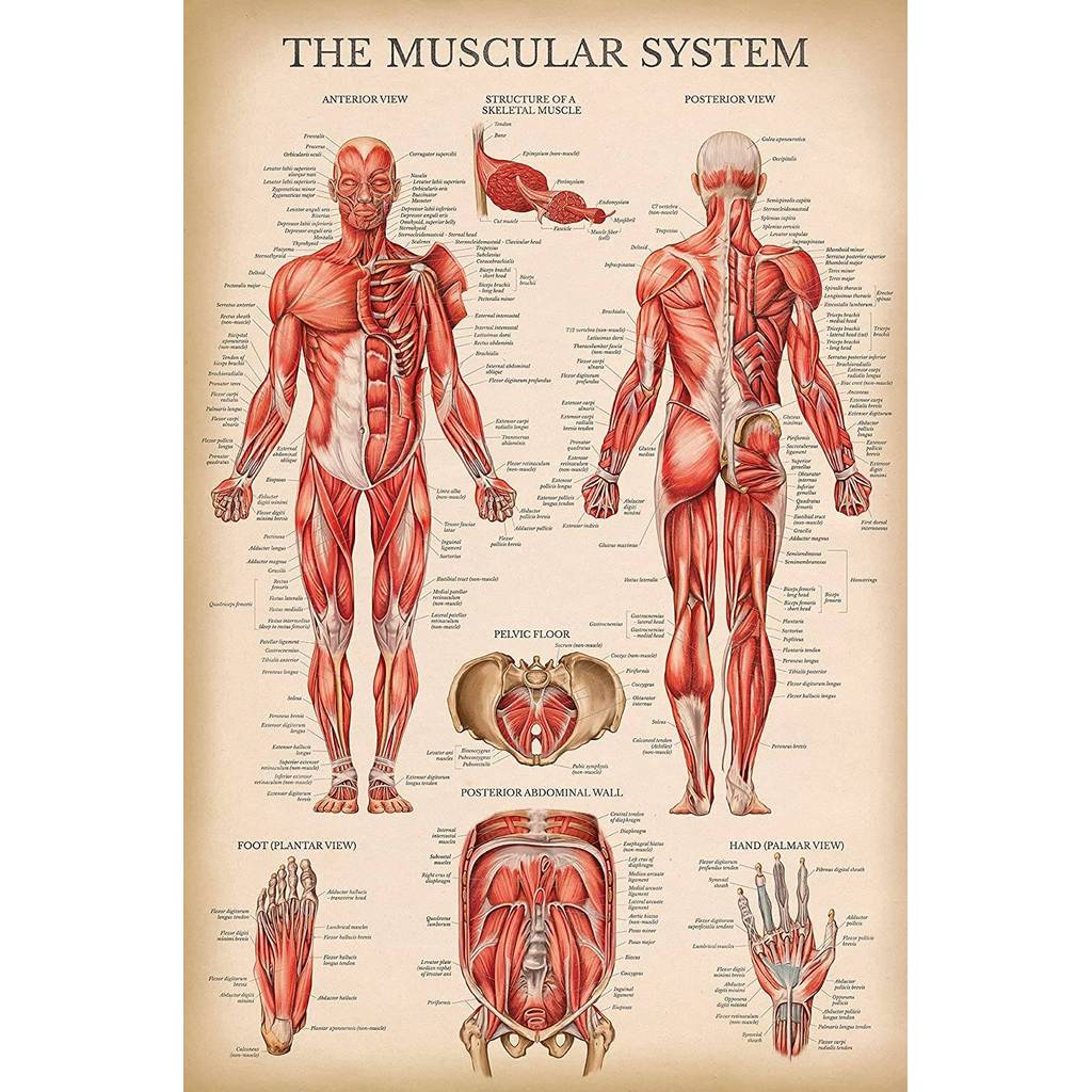 Vintage Muscle System Anatomy Chart Human Muscles Anatomy Poster