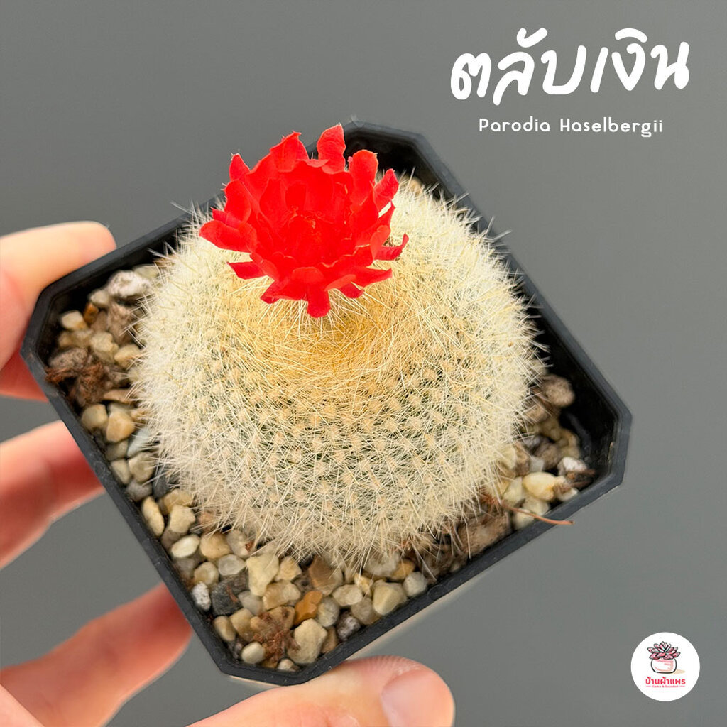 ตลับเงิน Parodia Haselbergii แคคตัส กระบองเพชร cactus&succulent