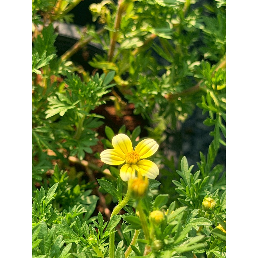 มุมมอง 2