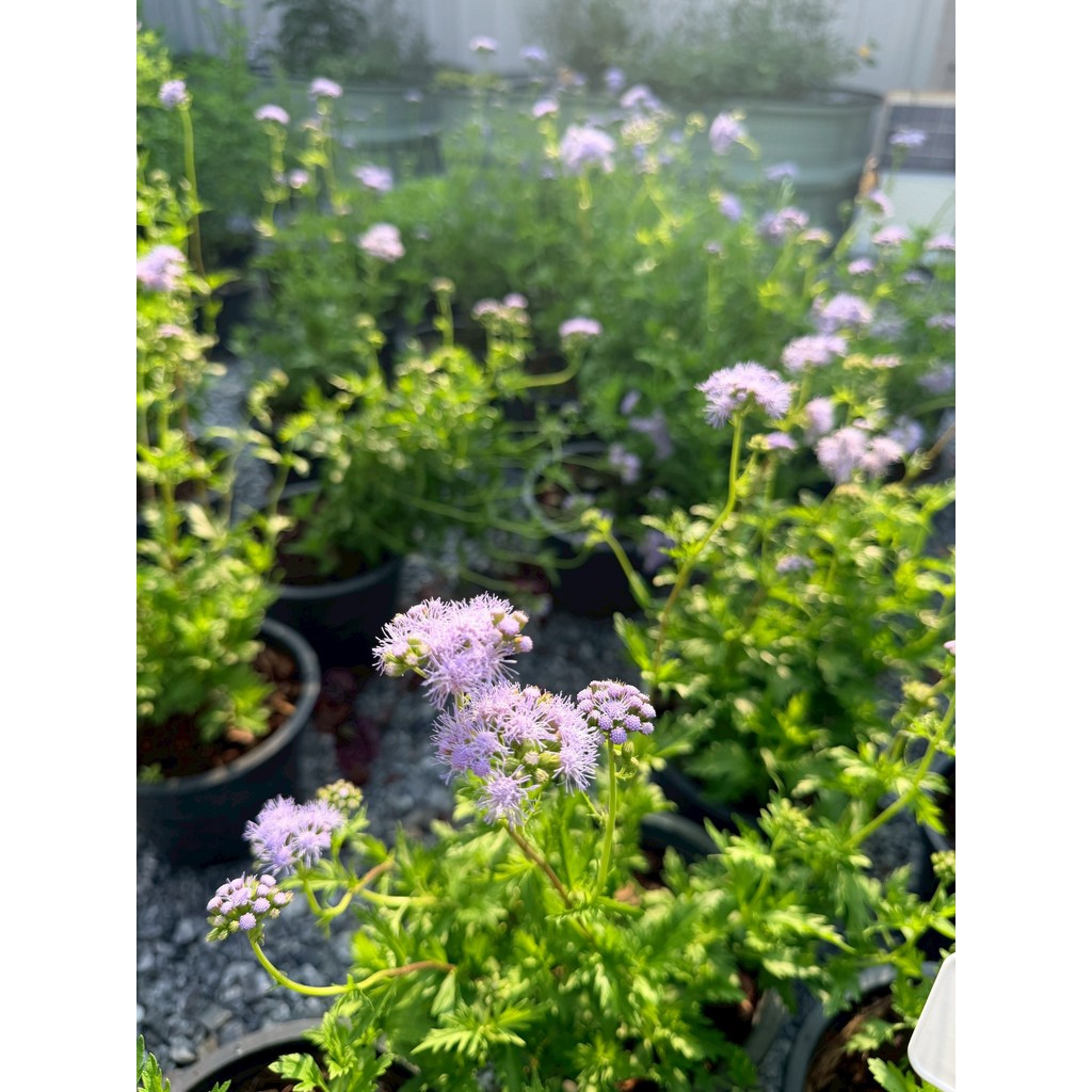 มุมมอง 5