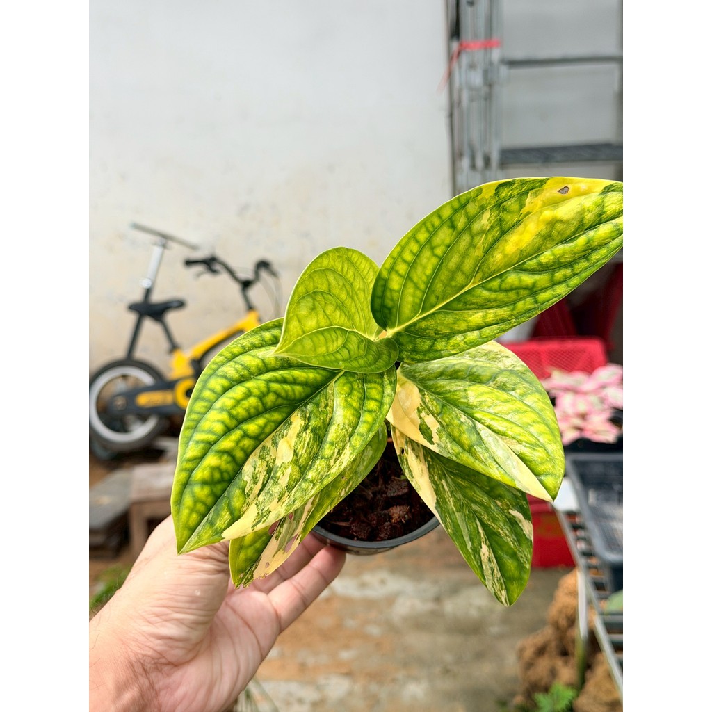 มุมมอง 5