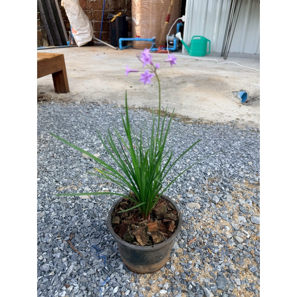 มุมมอง 4